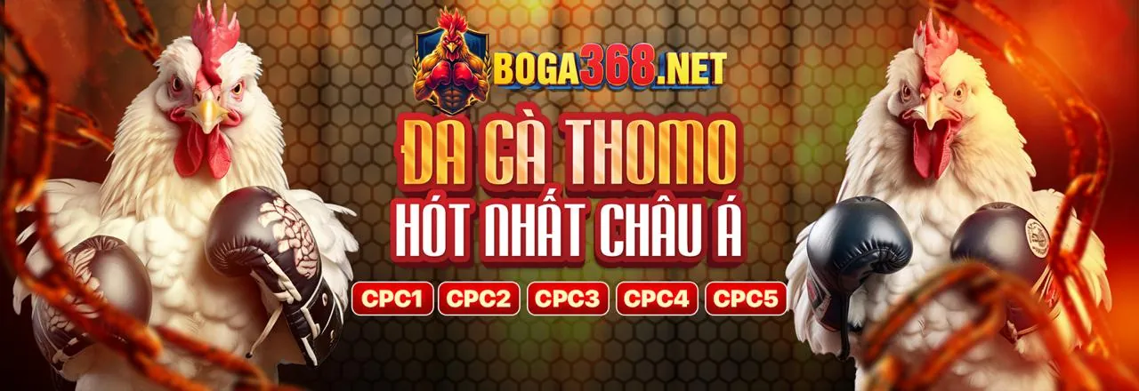 Hình ảnh chính đá gà sumclub web